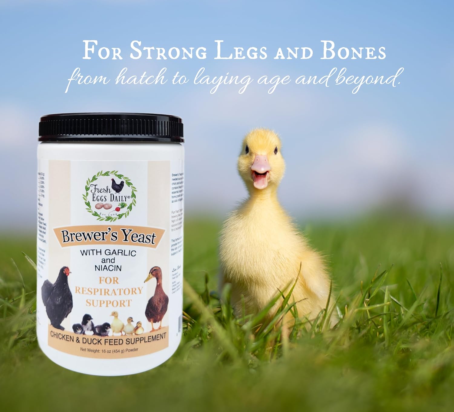 Fresh Eggs Daily Brewer's Yeast with Garlic Powder and Niacin for Ducks Ducklings Feed Supplement Vitamins for Backyard Chickens 1LB