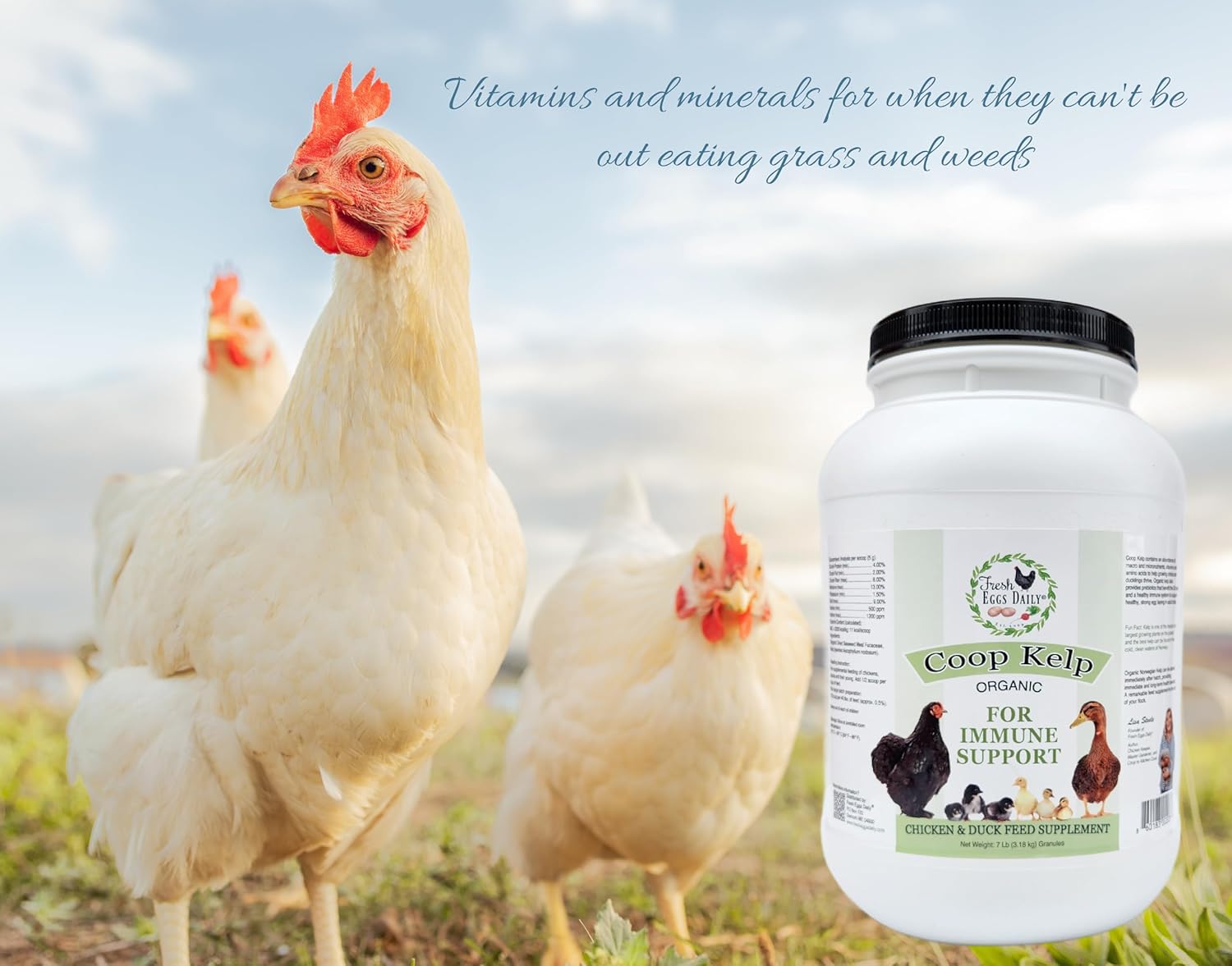 Fresh Eggs Daily Coop Kelp Organic Feed Supplement Vitamins for Backyard Chickens and Ducks 7LB